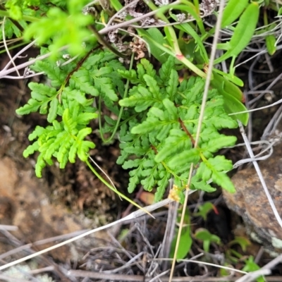 Cheilanthes sieberi subsp. sieberi (Narrow Rock Fern) at Nimmitabel, NSW - 9 Dec 2023 by trevorpreston