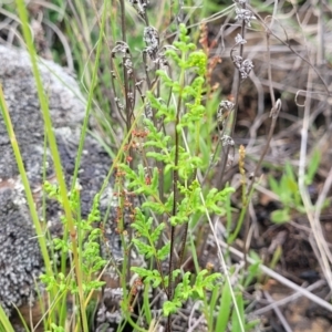 Cheilanthes sieberi subsp. sieberi at Nimmitabel, NSW - 9 Dec 2023