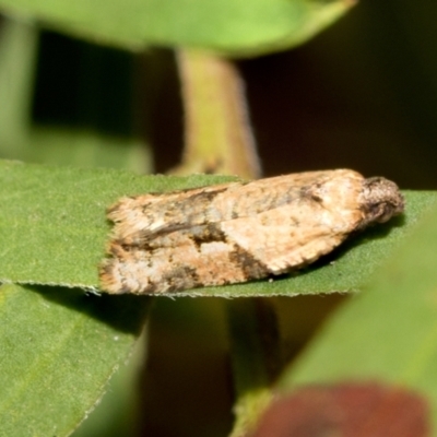 Merophyas therina (a Tortrix Moth) at Fraser, ACT - 14 Feb 2023 by AlisonMilton