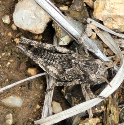 Pycnostictus sp. (genus) (A bandwing grasshopper) at Holts Flat, NSW - 9 Dec 2023 by trevorpreston