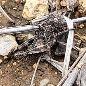 Pycnostictus sp. (genus) at Holts Flat, NSW - 9 Dec 2023