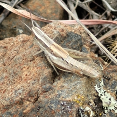 Macrotona australis (Common Macrotona Grasshopper) at Holts Flat, NSW - 9 Dec 2023 by trevorpreston