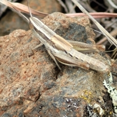 Macrotona australis at Holts Flat, NSW - 9 Dec 2023