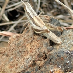 Macrotona australis at Holts Flat, NSW - 9 Dec 2023 01:25 PM