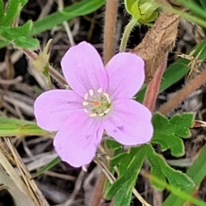 Geranium retrorsum at Holts Flat, NSW - 9 Dec 2023