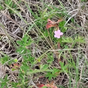 Geranium retrorsum at Holts Flat, NSW - 9 Dec 2023