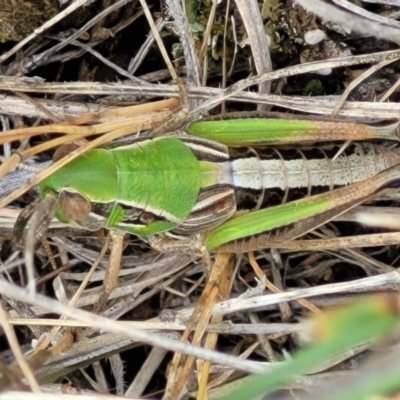 Praxibulus sp. (genus) (A grasshopper) at Holts Flat, NSW - 9 Dec 2023 by trevorpreston