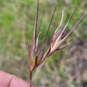 Themeda triandra at Holts Flat, NSW - 9 Dec 2023