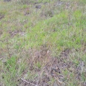 Themeda triandra at Holts Flat, NSW - 9 Dec 2023