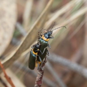 Chauliognathus lugubris at Fraser, ACT - 14 Feb 2023