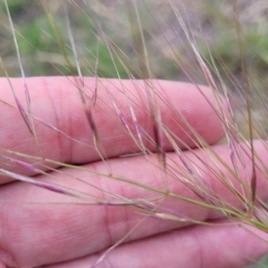 Austrostipa scabra at Nimmitabel Meatworks TSR - 9 Dec 2023 01:23 PM