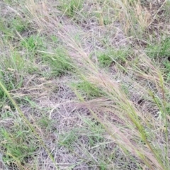 Austrostipa scabra at Nimmitabel Meatworks TSR - 9 Dec 2023