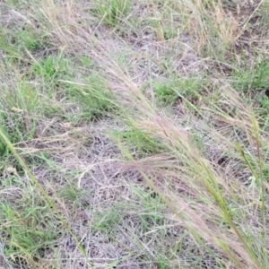 Austrostipa scabra at Nimmitabel Meatworks TSR - 9 Dec 2023 01:23 PM