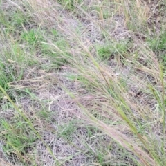 Austrostipa scabra at Nimmitabel Meatworks TSR - 9 Dec 2023 01:23 PM