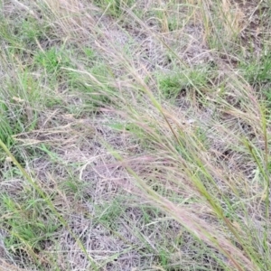 Austrostipa scabra at Nimmitabel Meatworks TSR - 9 Dec 2023 01:23 PM