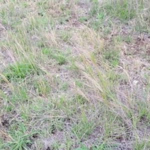 Austrostipa scabra at Nimmitabel Meatworks TSR - 9 Dec 2023 01:23 PM