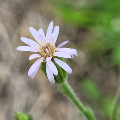 Vittadinia cuneata var. cuneata (Fuzzy New Holland Daisy) at Holts Flat, NSW - 9 Dec 2023 by trevorpreston