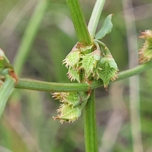 Rumex dumosus at Holts Flat, NSW - 9 Dec 2023