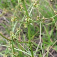 Rumex dumosus at Holts Flat, NSW - 9 Dec 2023