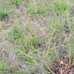 Rumex dumosus at Holts Flat, NSW - 9 Dec 2023