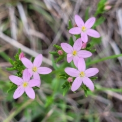 Centaurium erythraea (Common Centaury) at Holts Flat, NSW - 9 Dec 2023 by trevorpreston