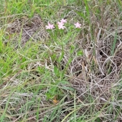 Centaurium erythraea at Holts Flat, NSW - 9 Dec 2023 01:21 PM