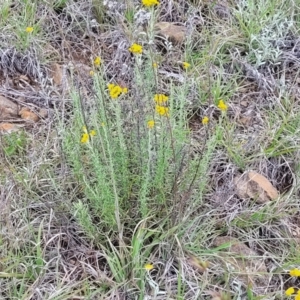 Chrysocephalum semipapposum at Holts Flat, NSW - 9 Dec 2023