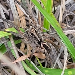 Tasmanicosa sp. (genus) at Nimmitabel Meatworks TSR - 9 Dec 2023