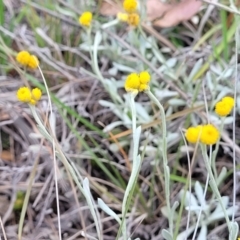 Chrysocephalum apiculatum (Common Everlasting) at Holts Flat, NSW - 9 Dec 2023 by trevorpreston