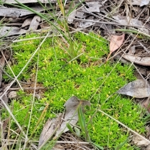 Scleranthus biflorus at Holts Flat, NSW - 9 Dec 2023 01:18 PM