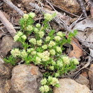 Scleranthus diander at Holts Flat, NSW - 9 Dec 2023