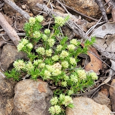 Scleranthus diander (Many-flowered Knawel) at Holts Flat, NSW - 9 Dec 2023 by trevorpreston