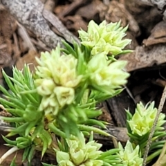 Scleranthus diander at Holts Flat, NSW - 9 Dec 2023