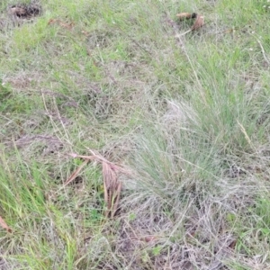 Poa sieberiana at Holts Flat, NSW - 9 Dec 2023