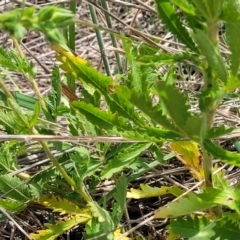 Potentilla recta at Holts Flat, NSW - 9 Dec 2023