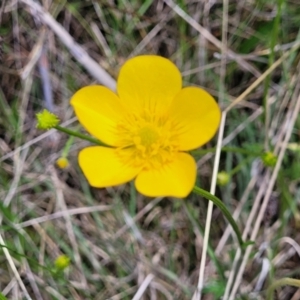 Ranunculus lappaceus at Jincumbilly, NSW - 9 Dec 2023