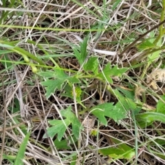 Ranunculus lappaceus at Jincumbilly, NSW - 9 Dec 2023