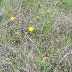 Ranunculus lappaceus at Jincumbilly, NSW - 9 Dec 2023