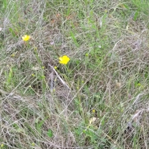 Ranunculus lappaceus at Jincumbilly, NSW - 9 Dec 2023