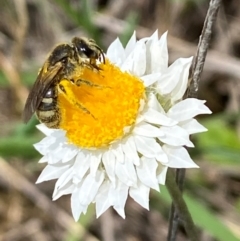 Lasioglossum (Chilalictus) sp. (genus & subgenus) (Halictid bee) at QPRC LGA - 9 Dec 2023 by SteveBorkowskis