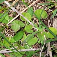 Dichondra repens at Jincumbilly, NSW - 9 Dec 2023