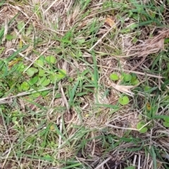 Dichondra repens at Jincumbilly, NSW - 9 Dec 2023