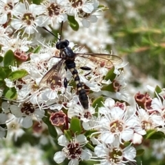 Miltinus sp. (genus) (Miltinus mydas fly) at QPRC LGA - 9 Dec 2023 by SteveBorkowskis