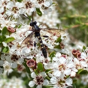 Miltinus sp. (genus) at QPRC LGA - 9 Dec 2023