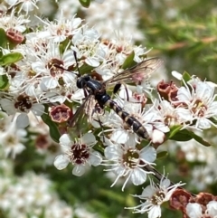 Miltinus sp. (genus) at QPRC LGA - 9 Dec 2023