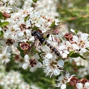 Miltinus sp. (genus) at QPRC LGA - 9 Dec 2023