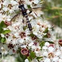 Miltinus sp. (genus) at QPRC LGA - 9 Dec 2023