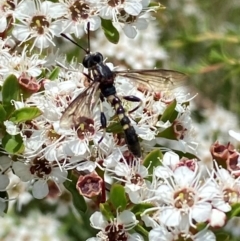 Miltinus sp. (genus) at QPRC LGA - 9 Dec 2023