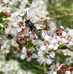 Miltinus sp. (genus) at QPRC LGA - 9 Dec 2023