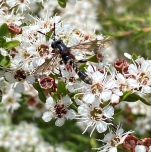 Miltinus sp. (genus) at QPRC LGA - 9 Dec 2023